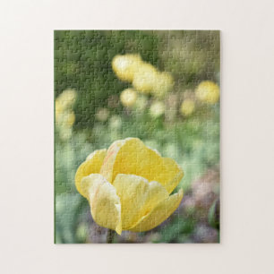 Yellow Tulips Regent's Park Blume London England