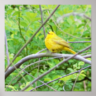 Yellow Warbler in Tree Poster
