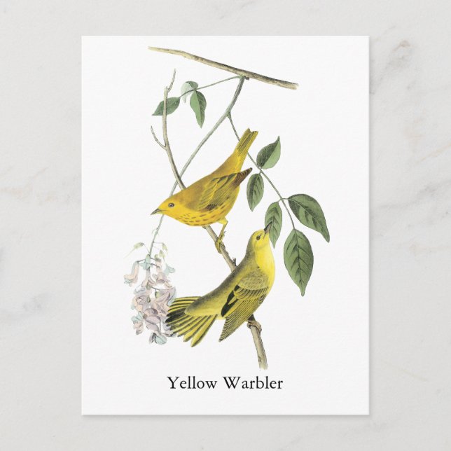 Yellow Warbler, John Audubon Postkarte (Vorderseite)