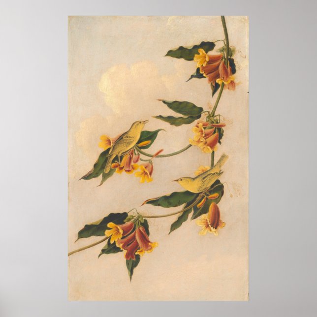 Yellow Warbler - Joseph B. Kidd Fine Art Poster (Vorne)