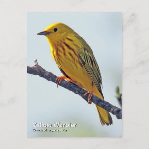 Yellow Warbler Postkarte
