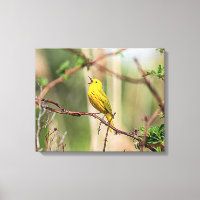 Yellow Warbler Singing