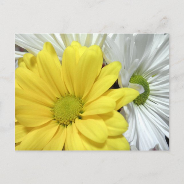 Yellow White Daisy Daisis Blume Blume Foto Postkarte (Vorderseite)