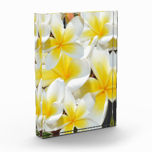 Yellow White Frangipani Bouquet, Fotoblock