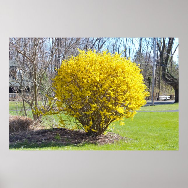 Yellow Wisteria Bush Poster (Vorne)