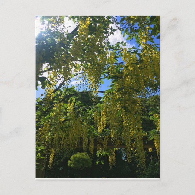 Yellow Wisteria Postkarte (Vorderseite)