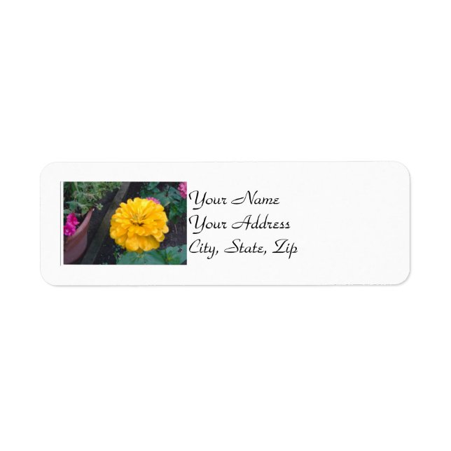 Yellow Zinnia (Vorne)