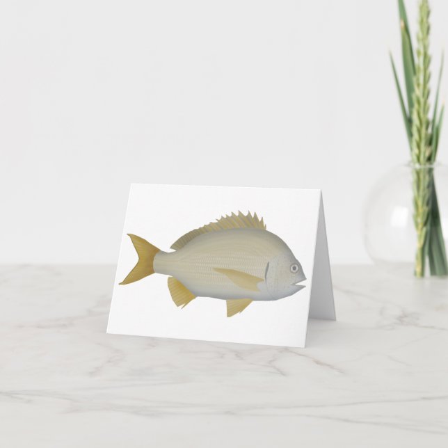 Yellowfin Bream (Vorderseite)