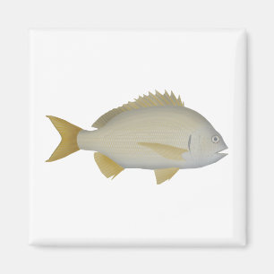 Yellowfin Bream Magnet