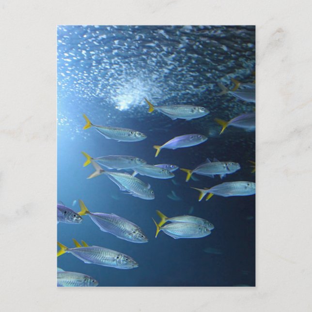 Yellowfin-Thunfisch Postkarte (Vorderseite)