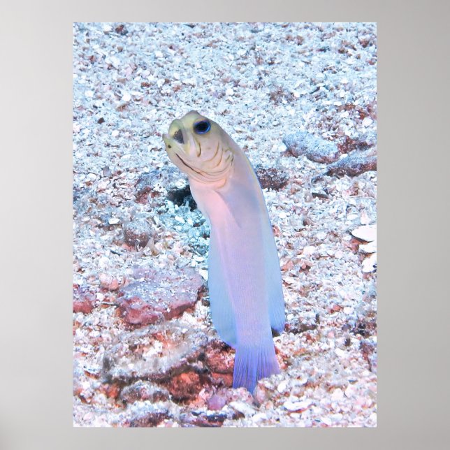 Yellowhead Jawfish mit Mouthful Poster (Vorne)
