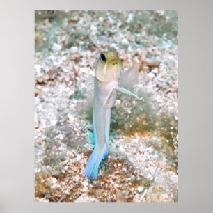 Yellowhead Jawfish Poster