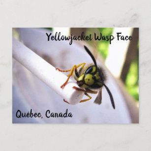 Yellowjacke Wasp (Vespulae) Niedlich Postkarte