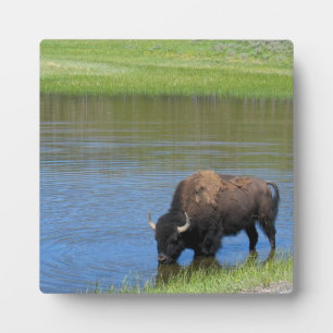 Yellowstone American Bison in Pond Fotoplatte