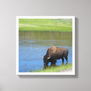 Yellowstone American Bison in Pond Leinwanddruck