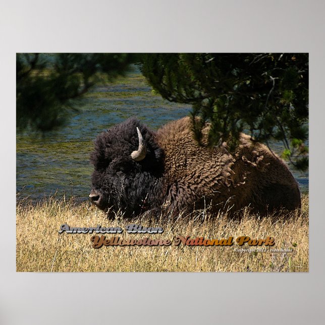 Yellowstone - American Bison poster (Vorne)