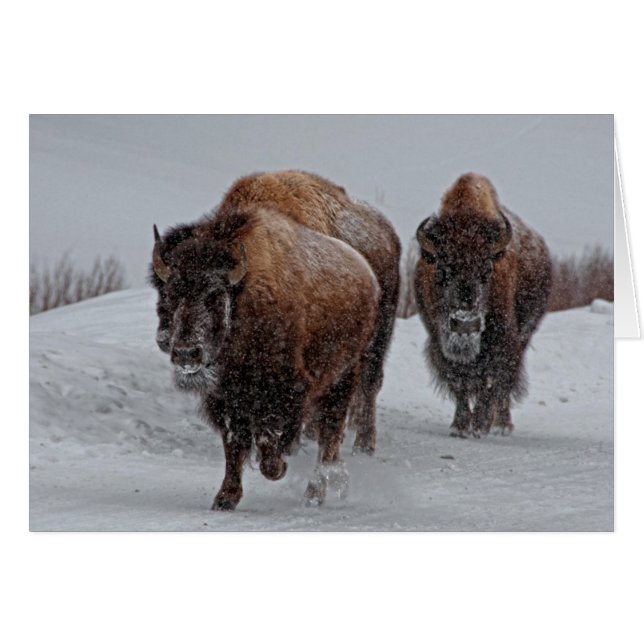 Yellowstone Bison (Vorderseite (Horizontal))