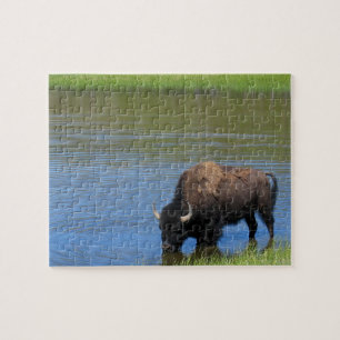 Yellowstone Bison Drinks im See