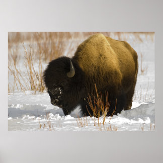 Yellowstone-Bison im Lamartal Poster