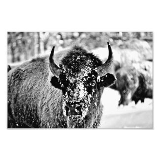 Yellowstone-Bison im Winter Fotodruck
