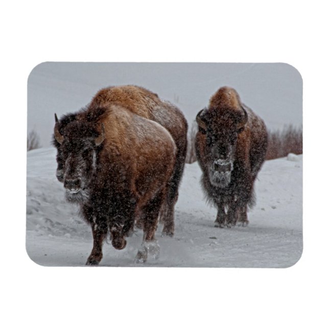 Yellowstone Bison Magnet (Horizontal)