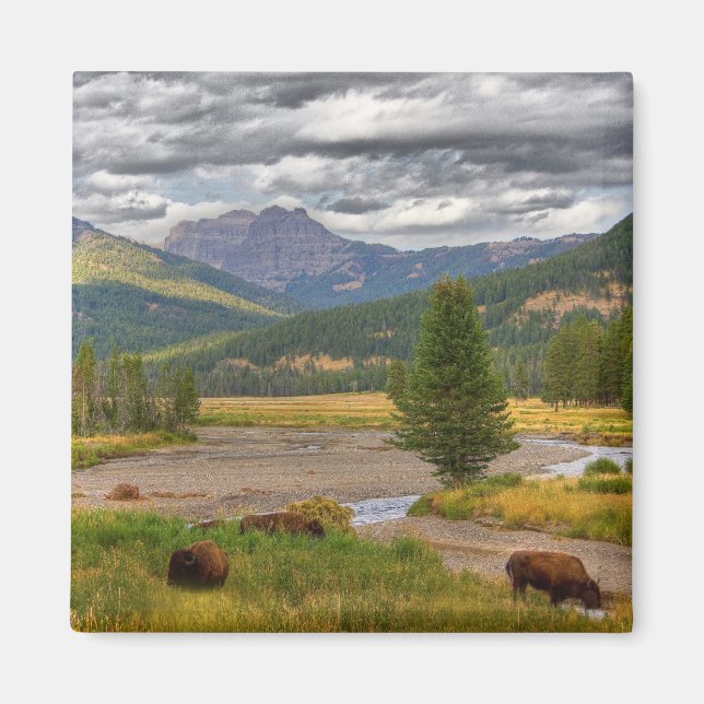 Yellowstone Bison Magnet (Vorne)