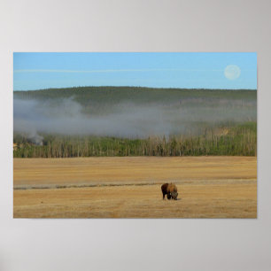Yellowstone-Bison-Plakat Poster