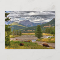 Yellowstone Bison
