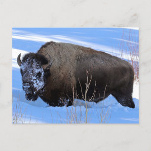 Yellowstone Bison Postkarte