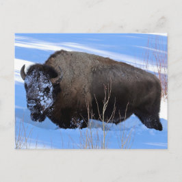 Yellowstone Bison Postkarte