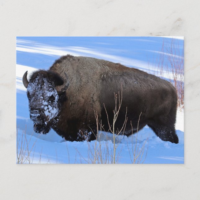 Yellowstone Bison Postkarte (Vorderseite)
