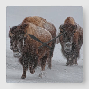 Yellowstone-Bison Quadratische Wanduhr