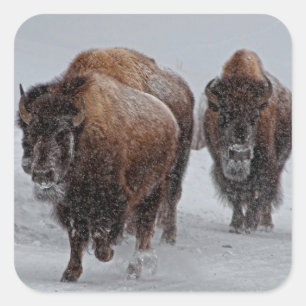 Yellowstone-Bison Quadratischer Aufkleber