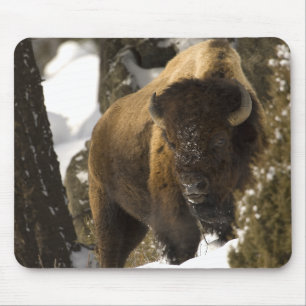 Yellowstone-Bison Stier im Winter - besonders Mousepad