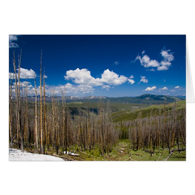Yellowstone-Brennwald (Vorderseite (Horizontal))