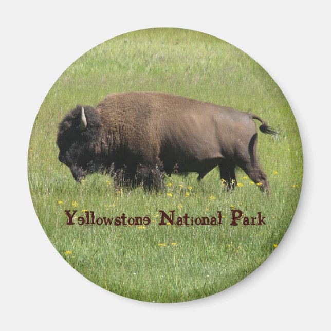 Yellowstone Buffalo Magnet (Vorne)