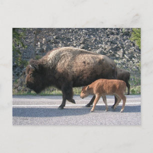 Yellowstone Buffalo Postkarte