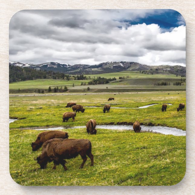 Yellowstone Buffalo Untersetzer Set (Vorderseite)