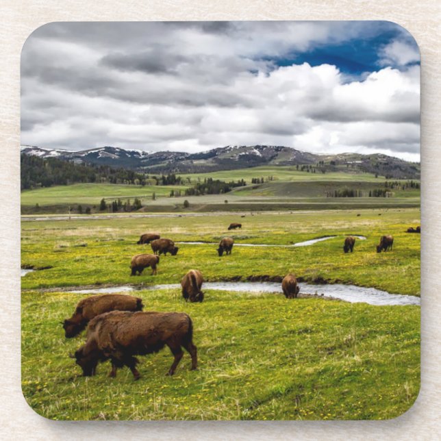Yellowstone Buffalo Untersetzer Set (Vorderseite)