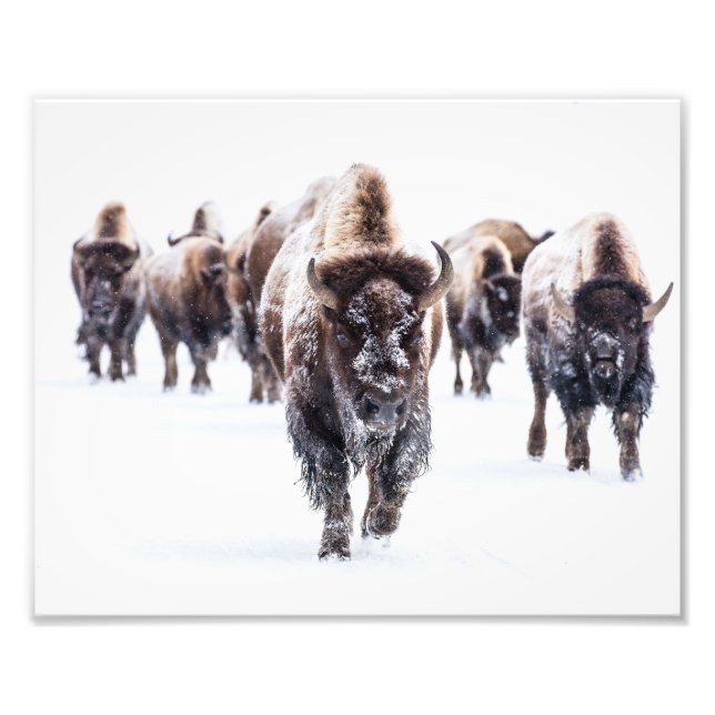 Yellowstone-Büffel-Fotoabzug Fotodruck (Vorne)