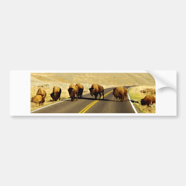 Yellowstone-Büffel-Gang Autoaufkleber (Vorne)