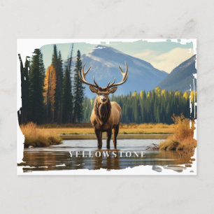 Yellowstone Elche Postcard Postkarte