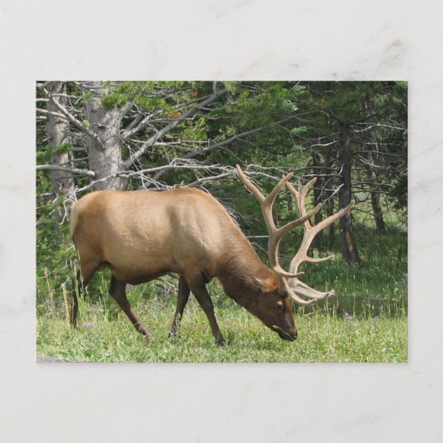Yellowstone Elk Postkarte (Vorderseite)
