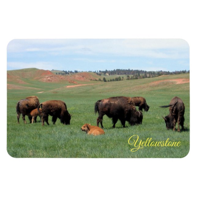 Yellowstone Magnet (Horizontal)