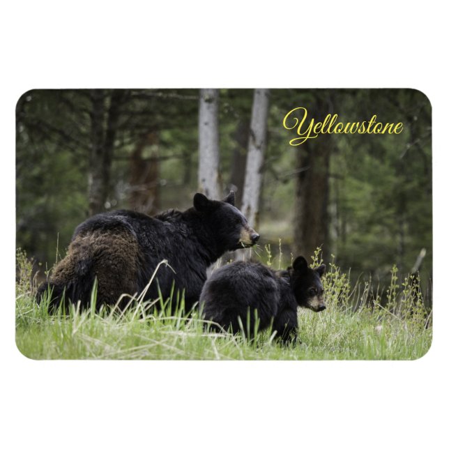 Yellowstone Magnet-Black Bär Magnet (Horizontal)