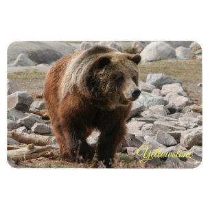 Yellowstone Magnet-Grizzly-Bär Magnet