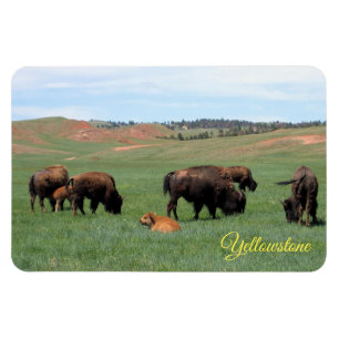 Yellowstone-Magnet Magnet