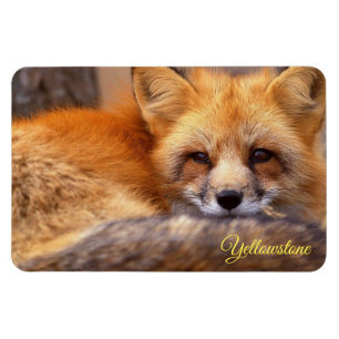 Yellowstone Magnet-Rotfuchs Magnet
