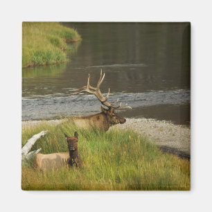 Yellowstone Mates Magnet