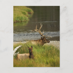 Yellowstone Mütter Postkarte